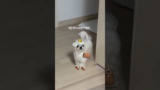 귀한 제가 이런 누추한 방에 들어가도 될까요? #puppy #강아지 #maltese