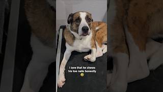 I never have to trim his toenails 😆 #cute #dog #pet #cutedog #adorable #funny