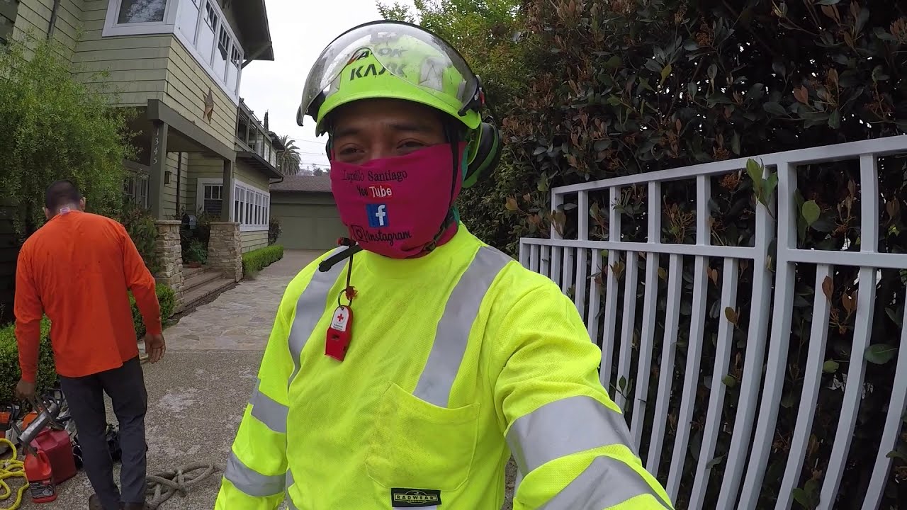 Derribo de pino estrella o pino araucaria muy pegado ala vas ,un video del 2016 #ramborista