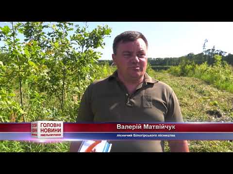 TV7plus Телеканал Хмельницького. Україна: ТВ7+. Догляд за молодими культурами у Білогірському лісництві TV7plus Телеканал Хмельницького. Україна: ТВ7+. Догляд за молодими культурами у Білогірському лісництві