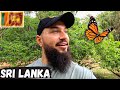 The BUTTERFLY Garden in Habarana, Sri Lanka 🇱🇰