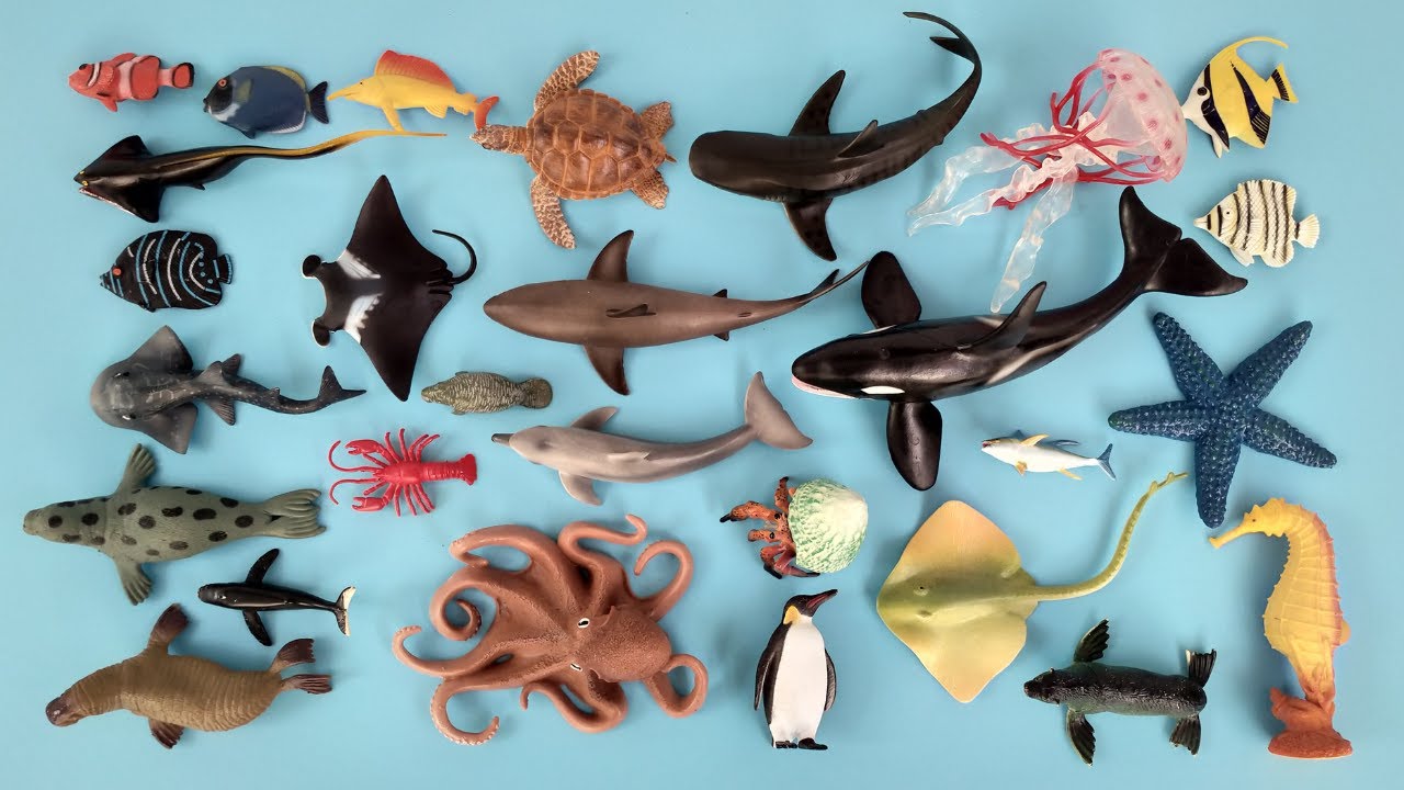 Hewan Laut Paus Orca Penyu, Hiu, Ikan Tuna, Ikan Kepe Kepe, Ikan Badut, Koran Angelfish, Singa Laut