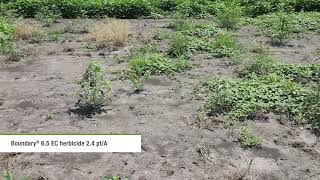 Use Full Soybean Herbicide Rates