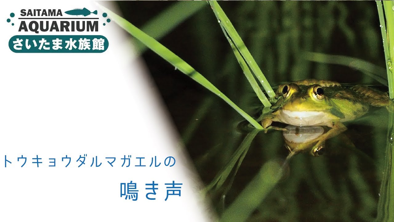トウキョウダルマガエルの鳴き声 - YouTube