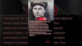 20 "СОБАКОВОД ИВАН МАРКОВ ПЕС ДОСТАВИЛ ДОНЕСЕНИЕ БЕЗ ОШЕЙНИКА #ГЕРОЙ #ВОВ"