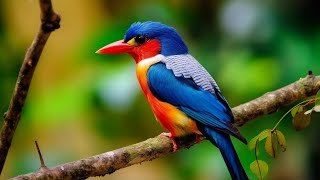 Music relieves stress, prevents anxiety and depression • Beautiful birds sing in the forest