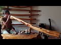Didgeridoo do  c