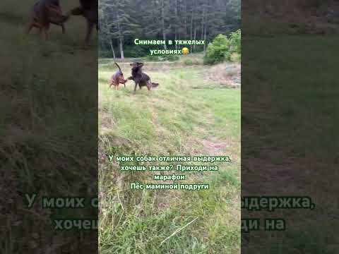 #трюки #дрессировкащенка #дрессировка #dog #dogfitness #shelty #fitness #montenegro