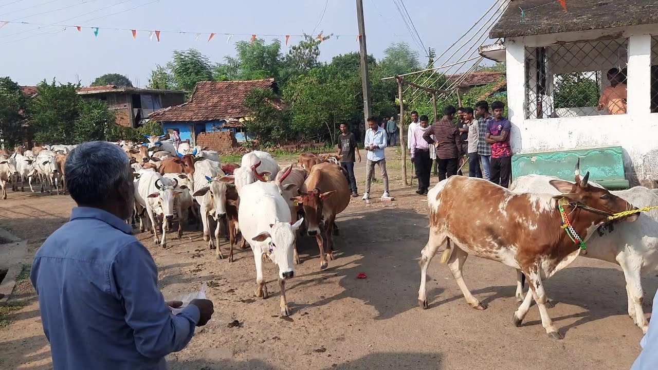 दिवाळी गाय गोधन पुजा |Diwali Gaygodhan Pooja : 1