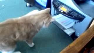 My cat attacking the printer