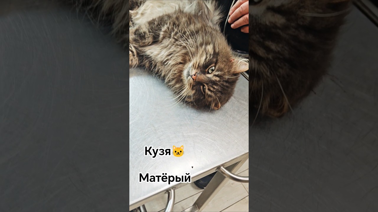 Матёрый кот, Кузя🐱 Не кастрирован,целый гарем у него🐾🐾 