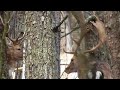 Fallow deer in the forest in spring