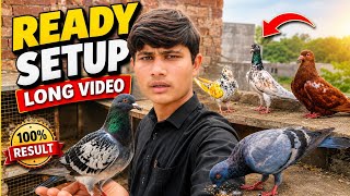 “Finally Pigeon Ka New Setup Bana Diya 🕊️😍 | Kabootar Setup