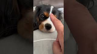 Cavalier King Charles Spaniel puppy eyes #dailyvlog #puppy #dog #viral #doglover #love #memes #funny