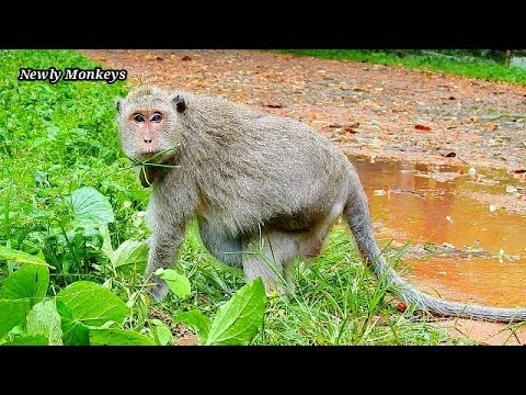 baby monkey crying for milk Silence life.. Old grandma Luci has no family, no baby and no healthy, Luci stays alone