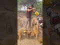 जय श्री राम 🙏#monkey #jaibeerbajrangi #love #reels #animals #cute #trendingshorts