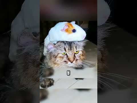 КОШЕЧКА ПОТЕРАЛА КОТЯТ И СИЛЬНО СТРАДАЛА🥺🙏