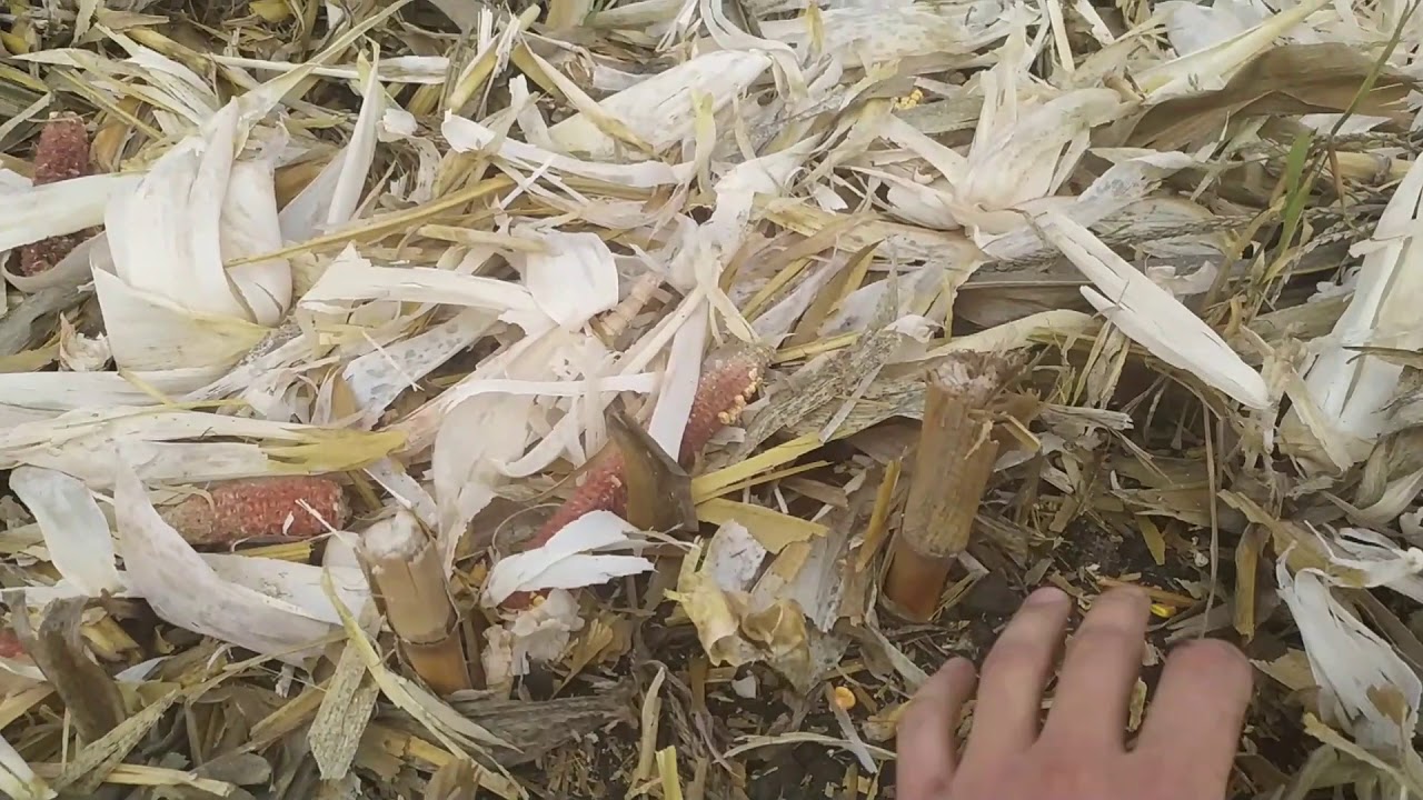 Обробіток ґрунту після кукурудзи🌽🌽🌽