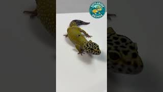 Dotty the Explorer 🦎 | Sweet Leopard Gecko Looking for a Home