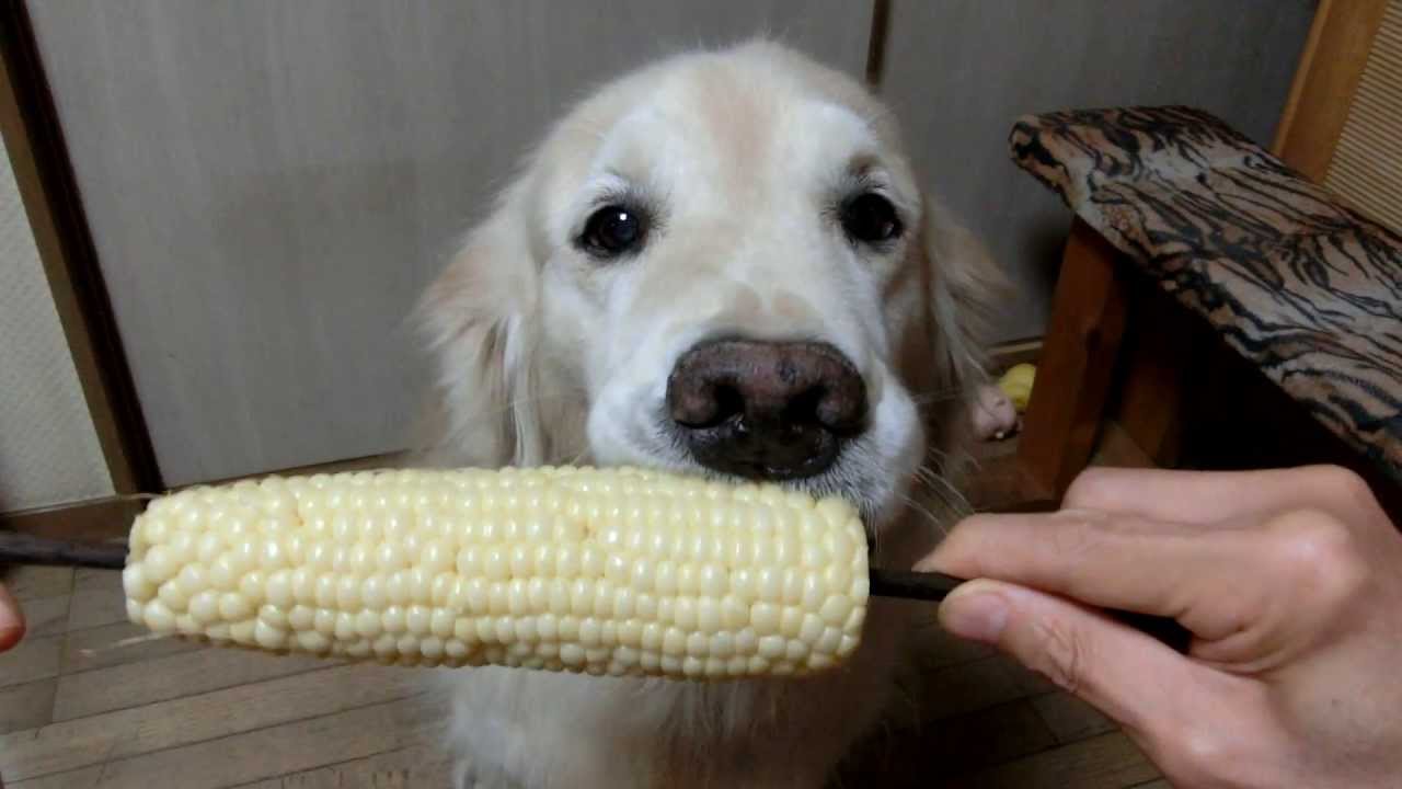 is sweet corn good for dogs