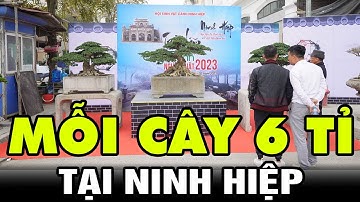 Bộ ba cây Sanh cổ được đánh giá là hiều tiền nhất triển lãm của em Khôi Ninh Hiệp