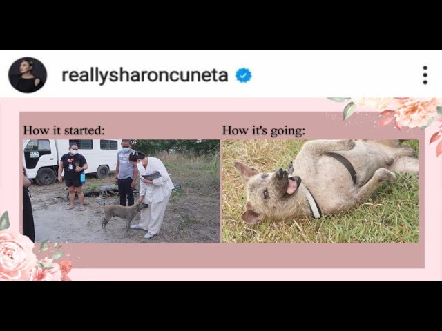 Sharon Cuneta buys rescue aspin Pawiboy an LV dog collar