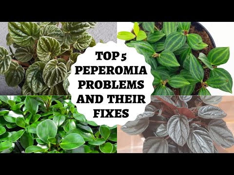 Peperomia Plant problems- Top 5