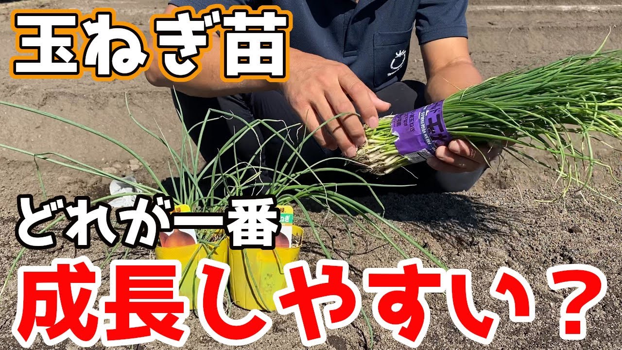ricp*玉葱苗→プロフ見てください✤✼ Onions] Here's how to choose seedlings that will produce large