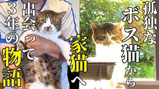 猫の寅 猫の寅 猫の寅 猫の寅 カード検索 ｜ Z/X - Zillions of