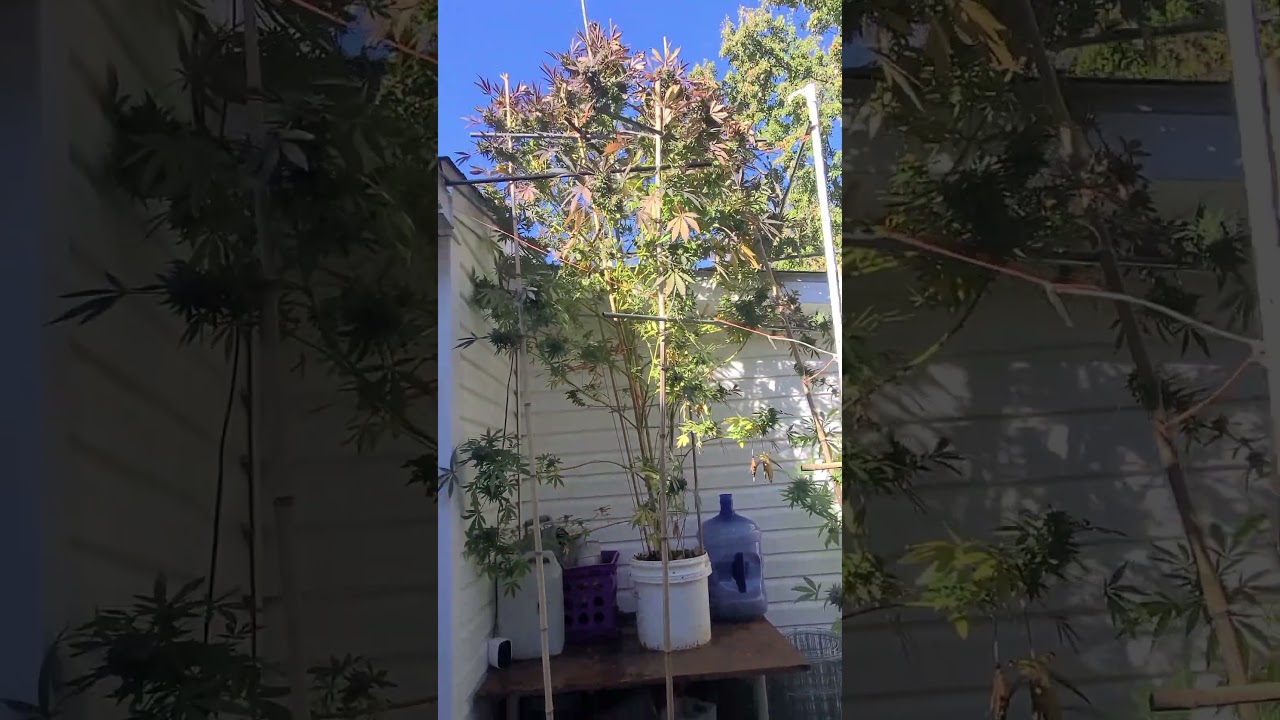 Blueberry pancakes humbolt End of growing season