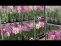 Акция на базе Орхидей. Отцветашки 150р, цветущие 750р.