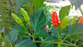 Siling Labuyo Hot Chili Peppers In The Philippines