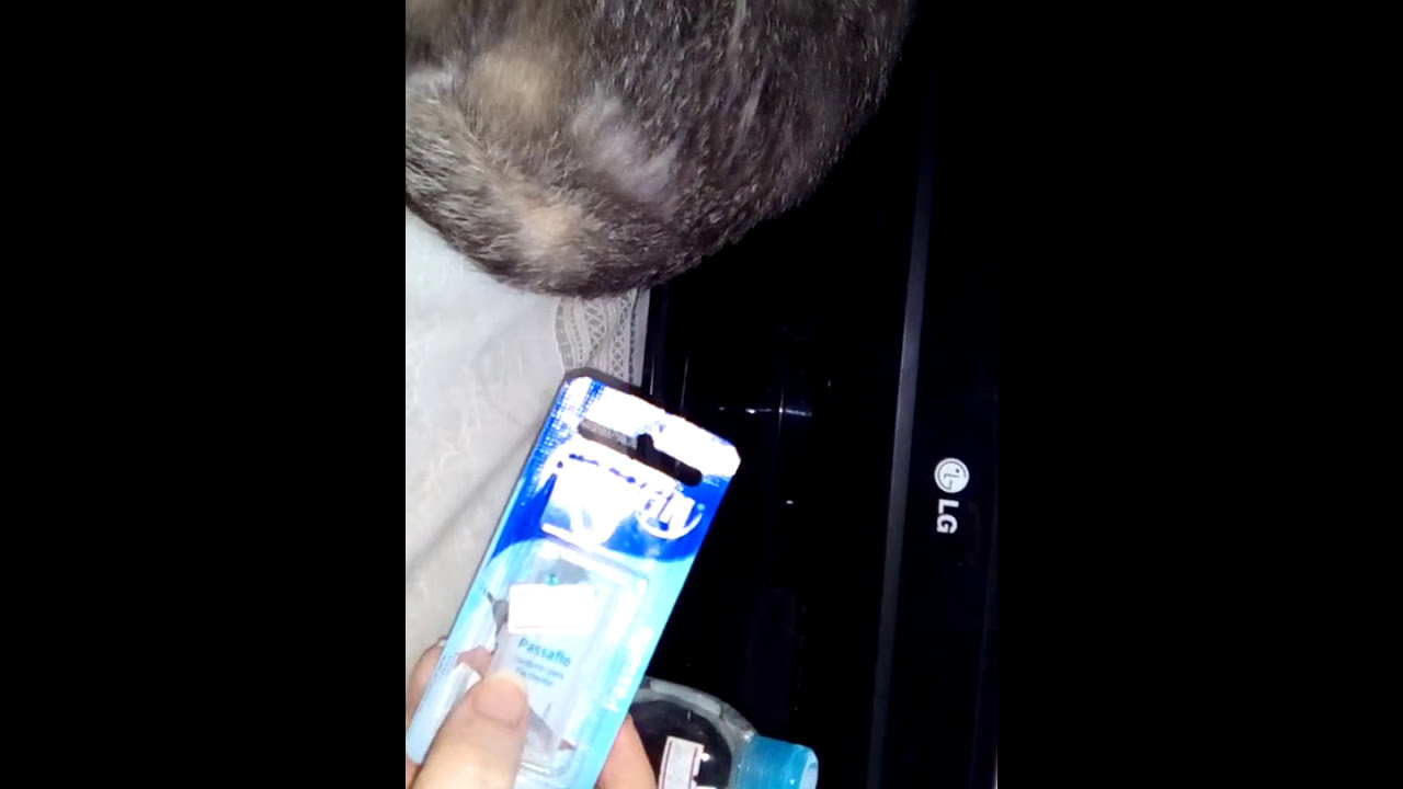 SEU GATO NÃO CONSEGUE FAZER XIXI? ASSISTA camera iphone 8 plus apk
