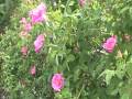 2010年ローズメイ秋田薔薇園ガリカローズ