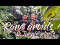 Discover a hidden plant community in singapore  rare aroids and jungle plants blacksunbotanist