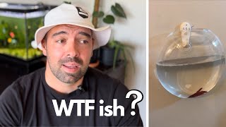 BETTA's are not ARTWORK!  WHAT THE FISH!? 005