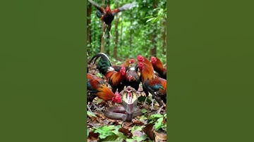 Rooster vs Snake Fight 🐍🐓 | Giant Python Attack! #shortvideo #shorts