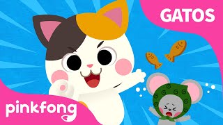 La Canción del Gatito | Bebé Gato | Canciones de Gatos | Pinkfong Canciones Infantiles