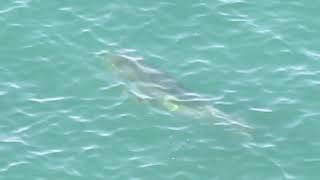 Massive Elephant Seal Chases Great White Shark Away From Seal Colony at Robberg Nature Reserve