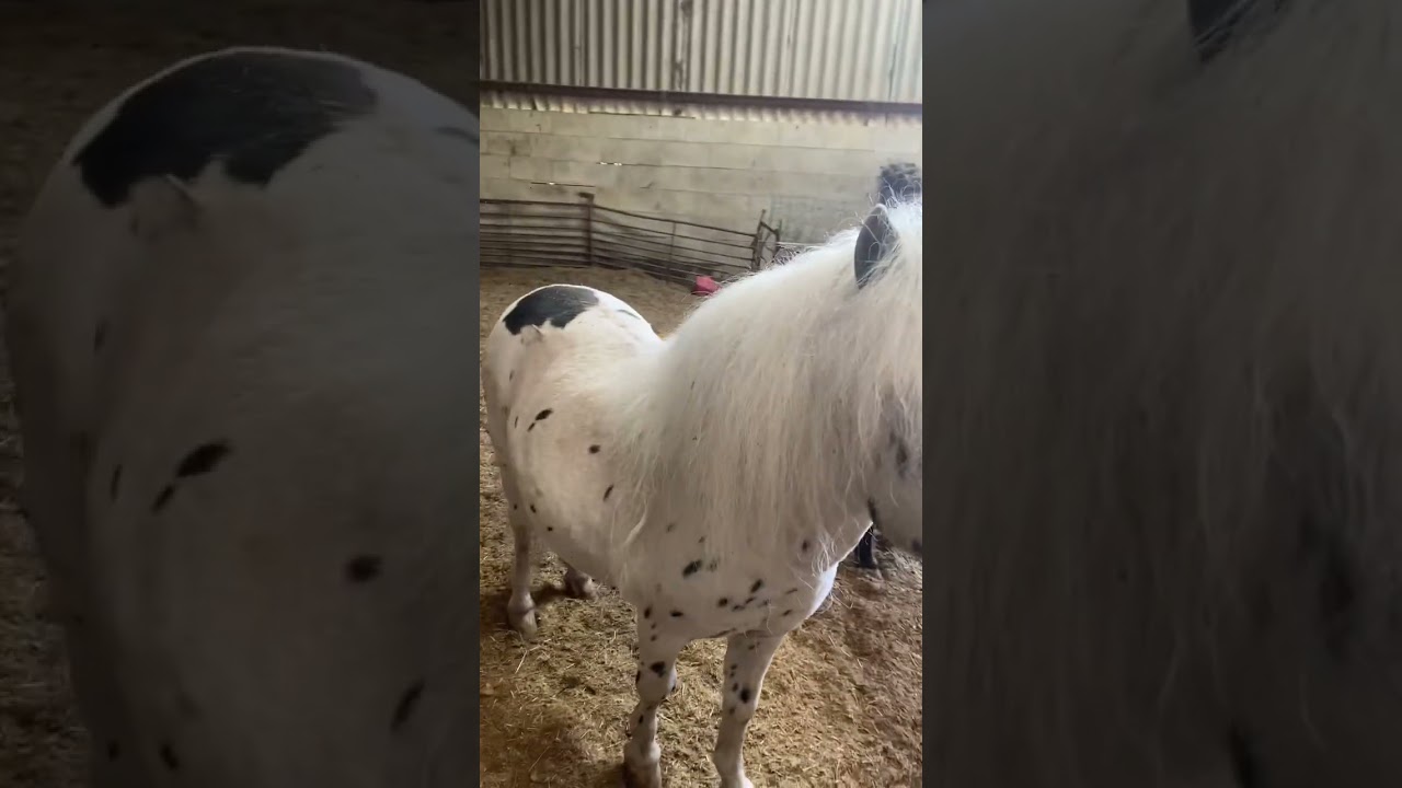 The cutest things ever this mini stallion is super cute