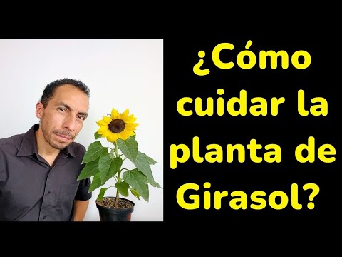 Video: Plantas de girasol sin flores: qué hacer con las plantas de girasol que no florecen