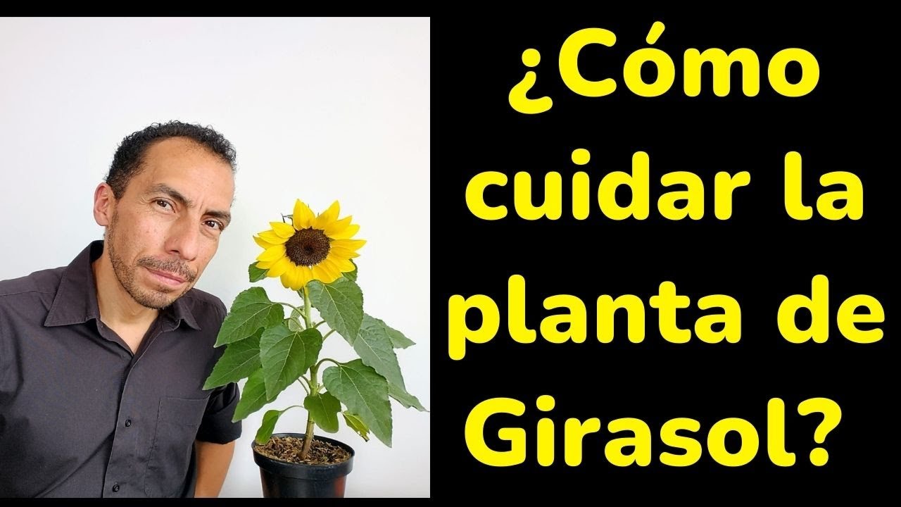 Cómo cuidar la planta de GIRASOL? 5 Consejos útiles - YouTube