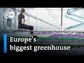 The cutting edge technology of europes biggest greenhouse  dw news