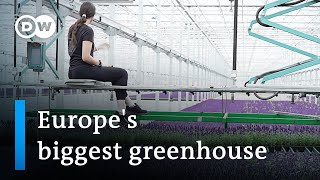 The cutting edge technology of Europe's biggest greenhouse | DW News