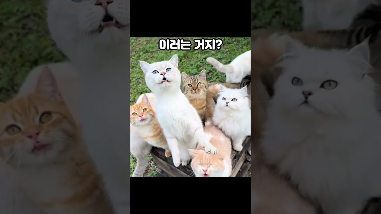 고양이 20마리에게 포위당했습니다.. Surrounded by 20 Hungry Cats!