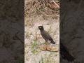 Myna bird calling sounds #birds #myna #sound