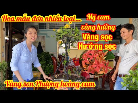 Video: Cho Hoa Mẫu đơn ăn: Làm Thế Nào để Cho Chúng ăn Vào Mùa Xuân để Hoa Tươi Tốt Trong Vườn? Cây Mẫu đơn Thích Phân Bón Gì? Làm Thế Nào để Nuôi Bằng Chất Hữu Cơ?