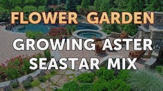 Growing Aster Seastar Mix