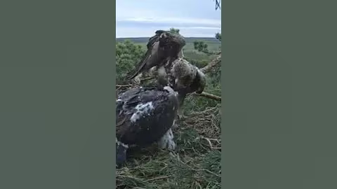 P#477- Review mother birds brings food to feed her babies in the nest, baby birds life #birdslover