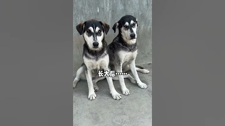 哈士奇和拉布拉多的孩子長啥樣？ - 天天要聞